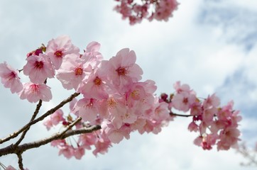Obraz premium 陽光桜の花