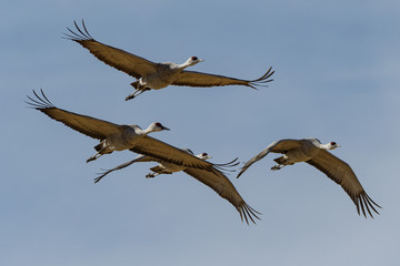 Migrating Greater Sandhill Cranes in Monte Vista, Colorado