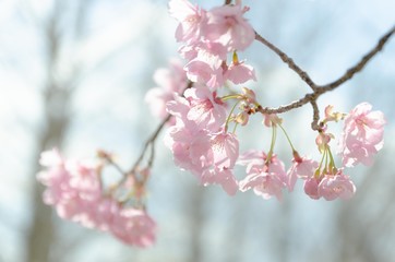 桜の花