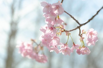 桜の花