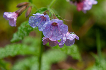 Dewdrop on a flower close-up