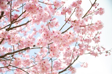 満開の桜と青空