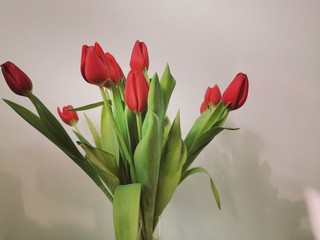 A bouquet of beautiful pink tulips. Holiday celebration. Spring season. Romantic decorative bouquet