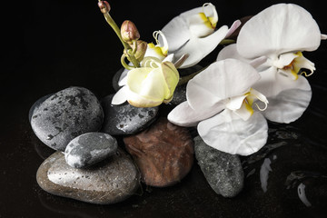 Stones and orchid flowers in water on black background. Zen lifestyle
