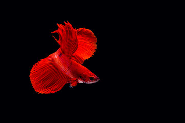 Capture the moving moment of Siamese fighting fish