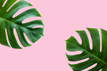 Natural Tropical Monstera leaf on pastel pink background, Flat lay