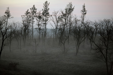 mystical foggy morning in the forest