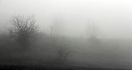 Obraz na płótnie Canvas mystical foggy morning in the forest
