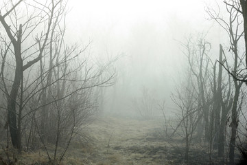 Fototapeta na wymiar mystical foggy morning in the forest