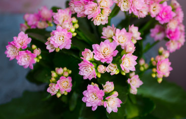Pink Kalanchoe on the background