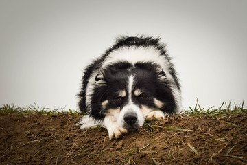 Naklejka na ściany i meble Border collie is laying on filed. He is so cute and has funny face