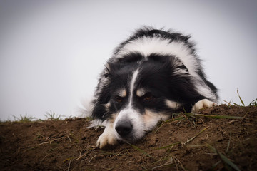 Portrait of border collie on the field. He has order "down" so he has his has on the ground and he looks more cute.