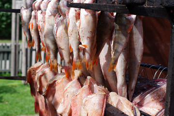 Poisson pêché dans la mer baltique séchant au soleil, Lituanie