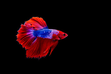 Capture the moving moment of Siamese fighting fish