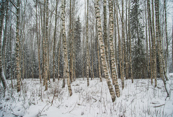 Fototapeta premium birch trees in winter