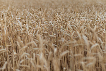 Ripe large ears of ripe wheat in the field. natural look