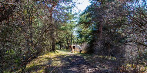 Breil sur Roya-Mercantour-Sentier du Mont Mangiabo