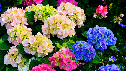 hydrangeas of various colors in the flower market