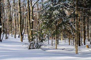w ośnieżonym lesie Bieszczady  © wedrownik52