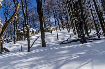 Las zimą w Bieszczadach
