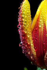 Macro shot of tulip flower with water drops over black background