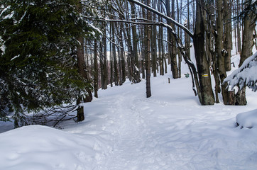w ośnieżonym lesie Bieszczady  © wedrownik52