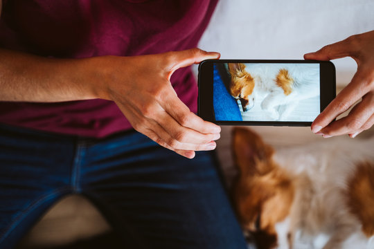 young woman working on laptop at home, sitting on the couch, taking a picture with mobile phone of her cute small dog besides. Technology and pets concept