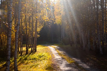 Road in the autumn forest sun.