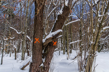 Las zimą w Bieszczadach © wedrownik52