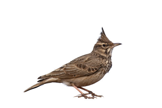 Crested Lark isolated on white background, Galerida cristata