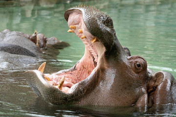 open mouth hippo close up