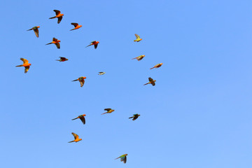 Beautiful parrots flying in the sky, Freedom concept