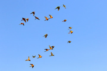 Beautiful parrots flying in the sky, Freedom concept