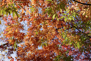 Feuillage d'automne, France