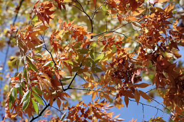 Feuillage d'automne, France