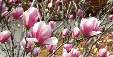 Magnolia in primavera	