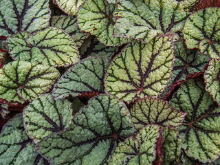 closeup of patterned leaves