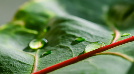 Abstract green background. Macro Croton plant leaf with water drops. Natural backdrop © OLAYOLA