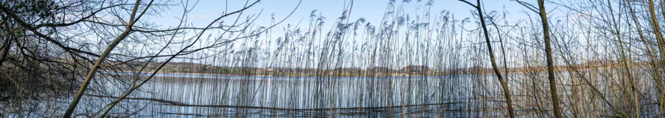 Panorama scenery with rushes by the shore