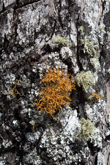Moss on the wooden trunk of a tree
