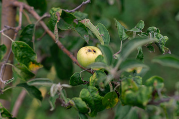 Green ripe apple weighs on tree branches in the garden