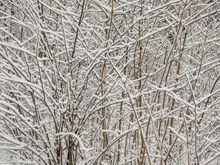 abstract view of snow covered branches