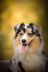 Autumn portrait of australian shepherd on yellow backround She is very happy outside in autumn. 