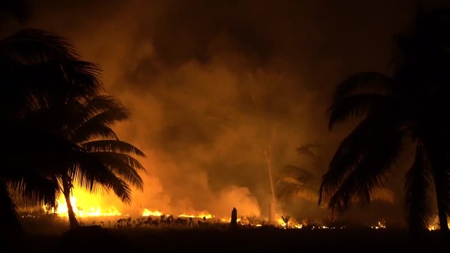 Medium wide view panning to right showing jungle fire at night with smoke, ash, and palm trees.