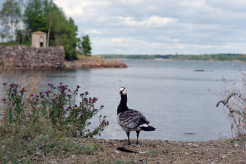 Oies cendrées sur l'île de Suomenlinna