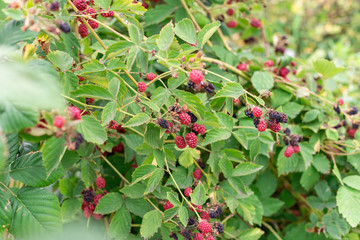 Clusters of unripe, green blackberries on a sunny day. Ripening, green berries & green leaves on a...