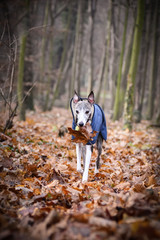 Autumn photoshooting with dog breed whippet in the park. Whippet is running with leave in mouth