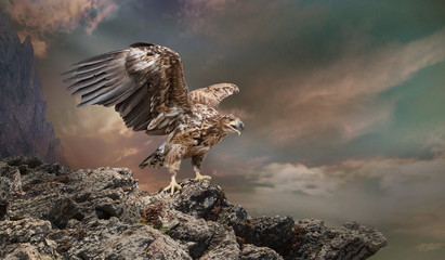 an eagle sits on a stone