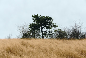 A tree in a mountaintop meadow along the Appalachian Trail near Lehigh Gap