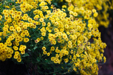 Yellow Chrysanthemum flowers for  herbal tea